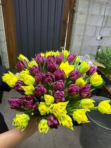 ТЮЛЬПАНЫ, ТЮЛЬПАНЫ, ТЮЛЬПАНЫ!!!!! К 8-МУ МАРТА ТЮЛЬПАНЫ!!!!