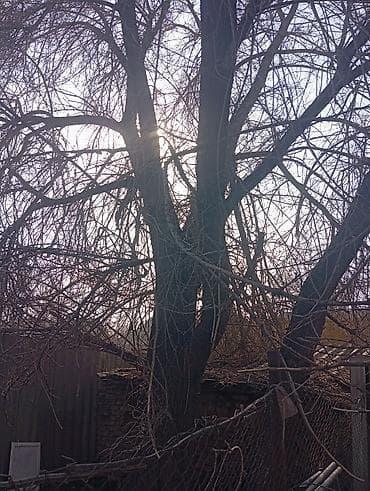 Продам дерево карагач