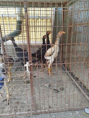 кочкор аренда: Дакан Шамо жожолор сатылат активный алмашу жолдору бар адрес Бишкек — 5