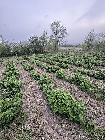 приват кж: 15 соток, Для строительства, Красная книга — 3