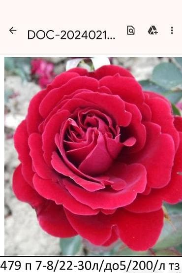 саат часы: Роза Эксплорер (Explorer) - Крупноцветковая чайно-гибридная роза с — 7