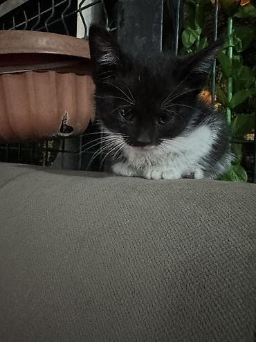котята простые: Котенок девочка — 3