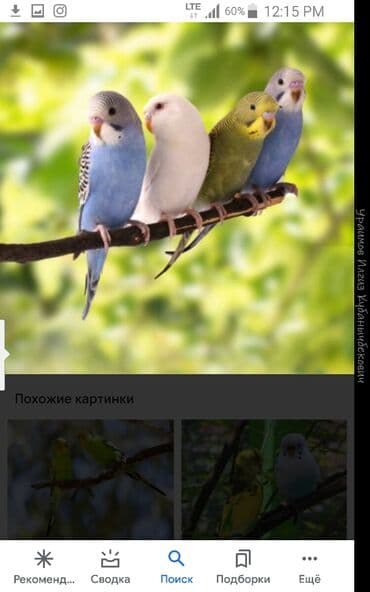 корм для птенцов волнистых попугаев: Волнистые попугаи взрослые Абдрахманова315 — 3