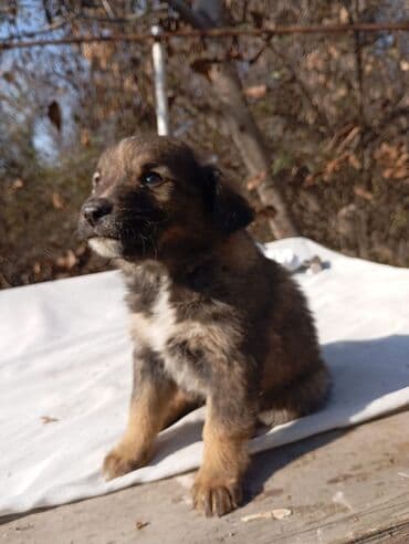 сколько пород собак в мире: Отдам щенят в добрые руки.Четыре кабеля и одна сучка.Возраст 2 месяца — 3
