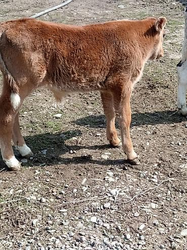 Куры, петухи: Продаю | Музоо, торпок | Полукровка | На откорм | Искусственник — 2