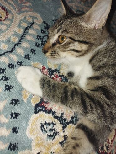 веслаухая кошка: 4 месяца, Мальчик, Приучена к лотку — 1