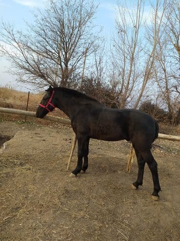 купить породистую собаку: Продаю | Жеребец | Для разведения | Племенные — 3