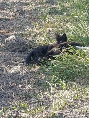 домики для котят: Котята, окрас черный (несколько малышей из одного помета) — 3