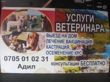 перевозка для собак: Ветеринарный врач на выезд хирургические операции КРС и МРС ценуроз — 1