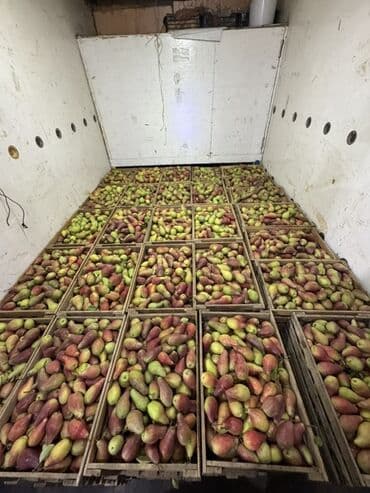 акча сактагыч: Алмуруттар Дүңүнөн, Өзү алып кетүү — 4