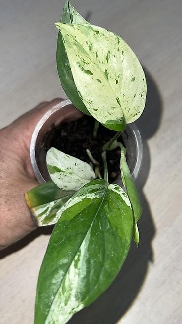 Үй жана бакча: Эпипремнумы #монстера#эпипремнумы#офис#комнатные — 3