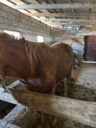 продажа домашних животных: Продаю | Кобыла (самка) — 2