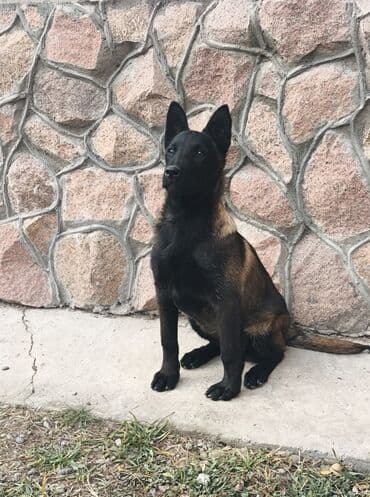 продать собаку срочно: Бельгийская овчарка, 4 месяца, Самец, С прививкой, С родословной — 1