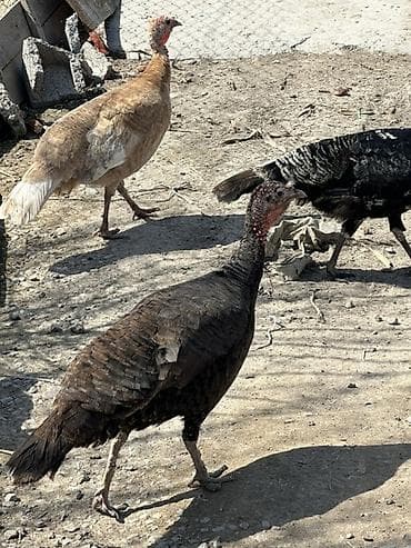 С/х животные и товары: Продаю | Индюшка (самка), Индюк (самец) | Черный принц, Северокавказская | Для разведения | Племенные — 4