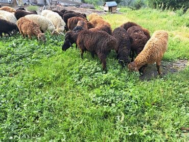 отдам котенка в добрые руки: Сатам | Ургаачы кой (ургаачы) — 4