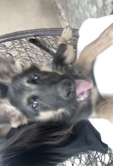 Грызуны: Немецкая овчарка, 8 месяцев, Самец — 2