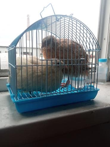 Соатам 2та биро короз биро макиш кчкрат кафась менен доставка жоок