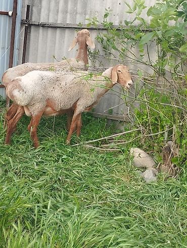 союш кой: Продаю | Овца (самка) | Арашан — 5