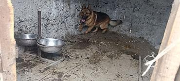 продажа лабрадора: Вязка: Немецкая овчарка, Самец, 2 года, С прививкой — 2