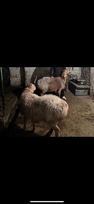 Продаю | Овца (самка) | Для разведения | Матка