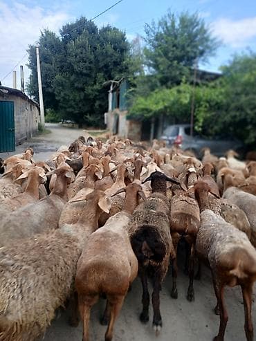 Продаю | Овца (самка) | Для разведения at lalafo.kg Продаю | Овца (самка) | Для разведения