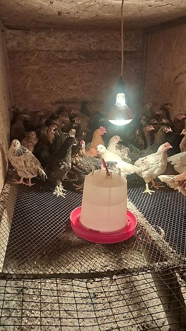 бойцовые птицы: Продаю | Цыплята | Для разведения — 1