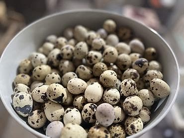 Башка азыктануучу азык-түлүктөр: Перепелиные яйца - Натуральные перепелиные яйца с характерной — 3