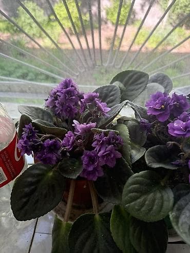 Сенполия (узамбарская фиалка) в горшке. Есть 2 штуки - Окраска