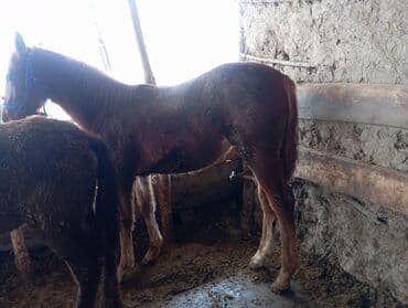 Продаю | Жеребенок | Конный спорт