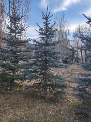 зеркала бишкек: Саженцы деревьев: Ели — 5