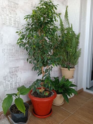 искусственный газон для мини футбольного поля цена бишкек: Цветы комнатные фикус Бенджамина высота 1 метр — 8