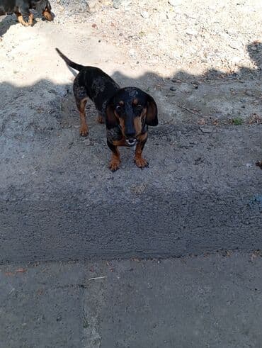 бордер колли собака: Такса, 3 года, Самец — 2