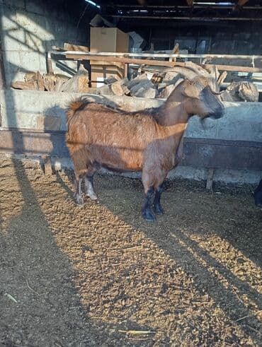 дойних коров: Продаю | Коза (самка) | Для разведения — 2