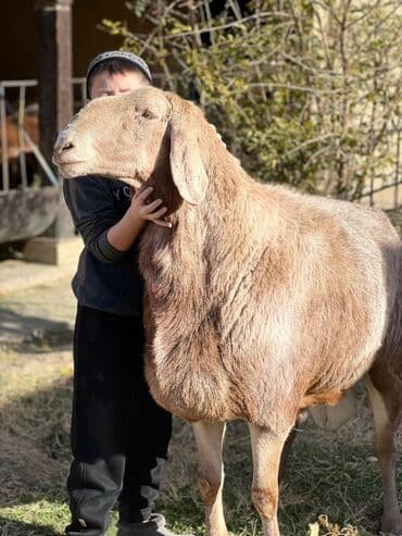 Продаю | Баран (самец) | Арашан | Для разведения