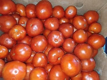 Продукты питания: Помидоры Красные, Оптом — 2