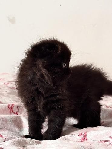цена шотландской вислоухой кошки: Скотиш Фолд (Шотландская вислоухая), 2 месяца, Мальчик, Черный, Метис, Приучена к лотку, Проглистована — 3