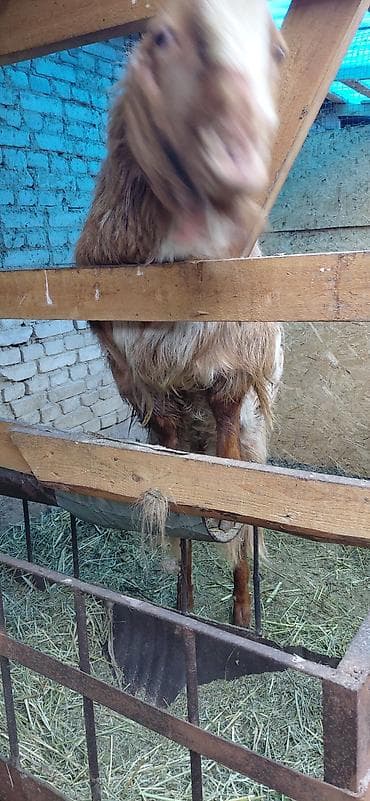 гусь: Продаю | Коза (самка) | Битал | Для разведения | Племенные — 7