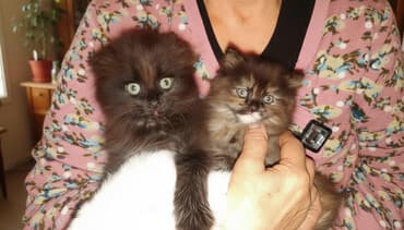 бычоктор сатылат: Скотиш Фолд (Шотландиялык шалпаң кулак), 2 айлык, Ургаачы, Таш бака, Лотокко барууга үйрөтүлгөн — 1