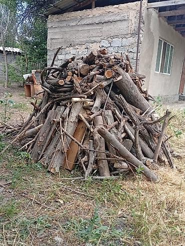 алинур классик: Продам дрова. есть три дерева два огромных карагача и груша Суку лук — 4