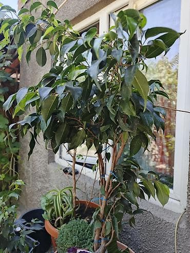 корона вода: Эвфорбия Милля (Euphorbia milii, «Терновый венец») в пластиковом — 3