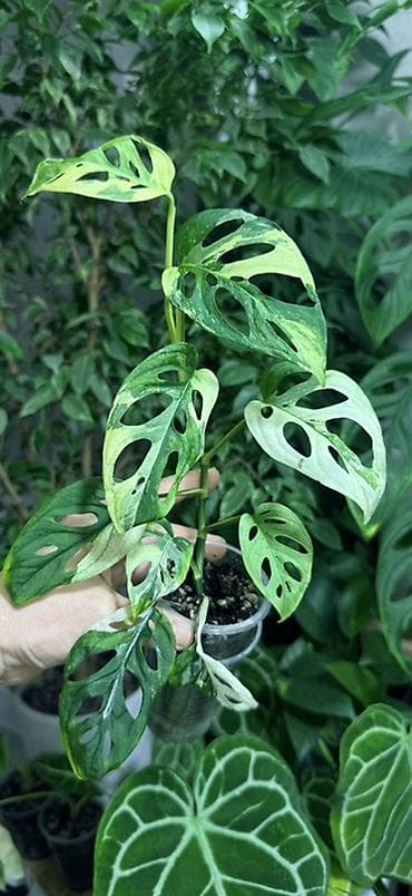 хлорофил: Монстера Адансона Альба 700, 1200, 1500с — 2