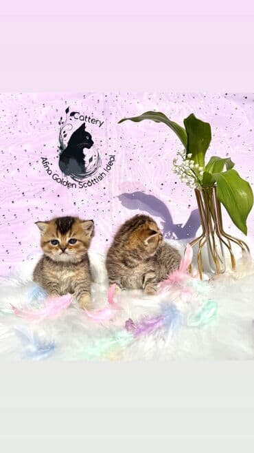 собака бульдок: Британ кыска жүндүү, 1 айлык, Эркек, Алтын шиншилла, Лотокко барууга үйрөтүлгөн, Курттардан тазаланган, Документтери менен — 20