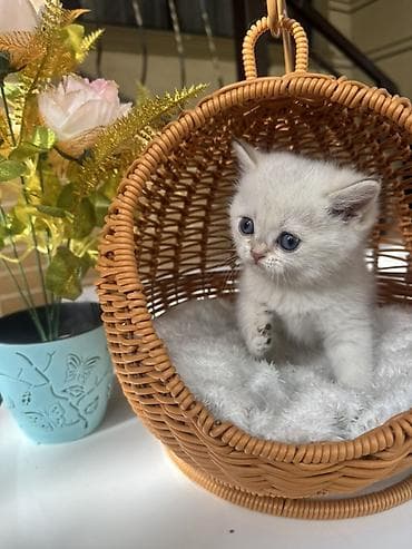 кошка шотланка: Скотиш Страйт (Шотландская прямоухая), 1 месяц, Девочка, Золотая шиншилла, Приучена к лотку, Проглистована, С документами — 3