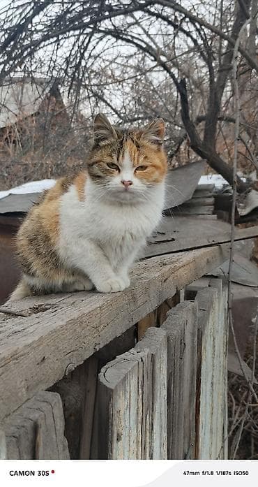 Үй жаныбарлары үчүн товарлар: Мышык бекер берилет: Породасыз, Ургаачы — 5