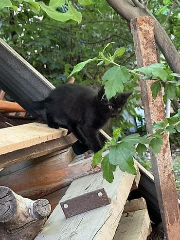 котят даром: Отдам даром в добрые руки, котята самостоятельные, приучены — 1