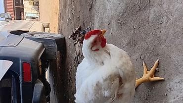 бройдер: Продаю | Куры | Бройлерная | На забой — 1