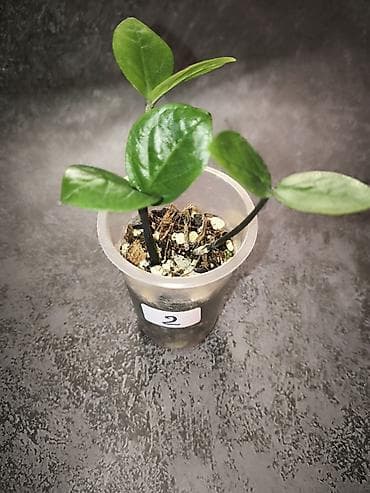 Комнатные розы: Детки замиокулькасов Замифолия и Зензи. В каждом стаканчике по 2 — 3