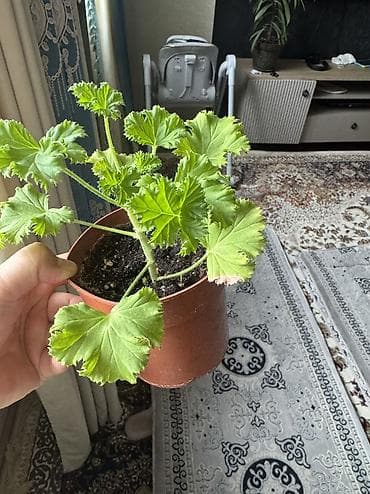 тибетский гриб: Королевская пеларгония 200 100 сом ЦУМ — 4