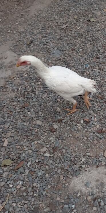 дойный апарат для коров: Продаю | Куры | Для разведения — 4