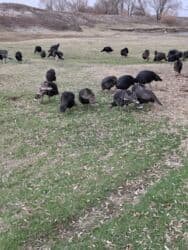 объявления о найденных собаках: Продаю | Индюшка (самка), Индюшата | Черный принц, Северокавказская | На забой | Племенные — 10